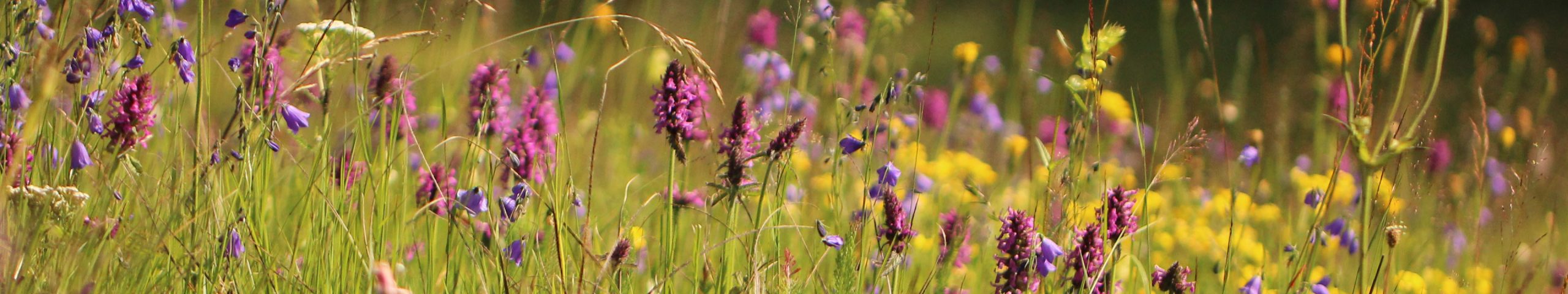  Plant and Vegetation Ecology Research Group